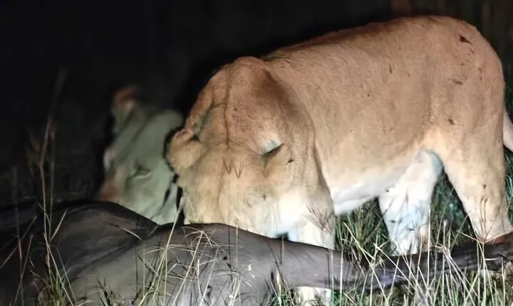 3-Day Private Family Safari Experience with Comfort for Children