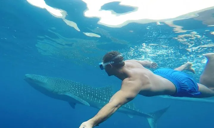Oslob Whale Shark Watching