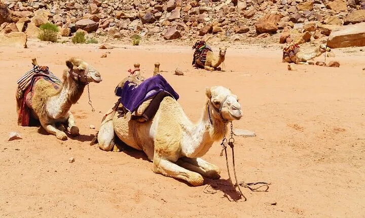 Snorkeling at Blue Hole with Camel Ride and Lunch - Sharm