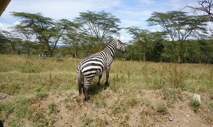 Lake Nakuru Park & Lake Naivasha Boat Ride