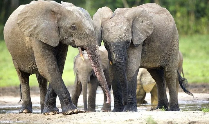 Lake Manyara Day Trips