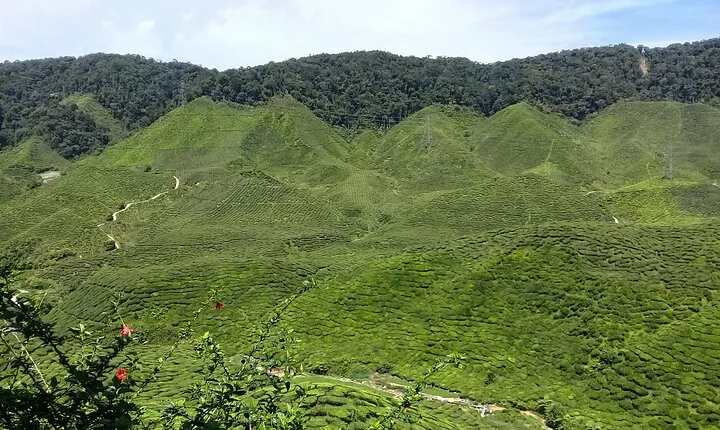 Cameron Highlands Multi Days Tour