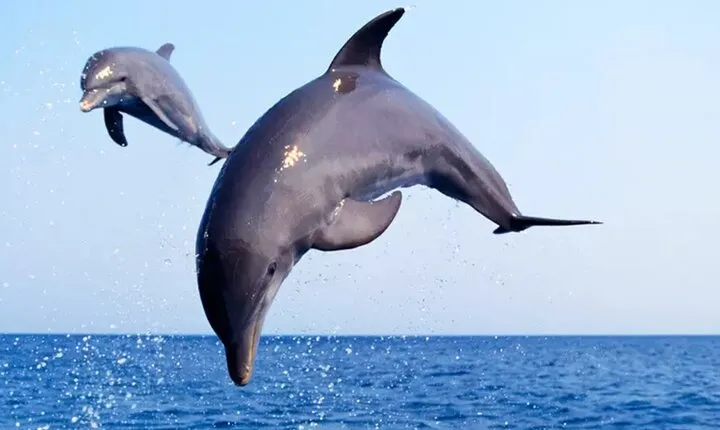 Private Dolphin Watch and Sunset Boat Tour Port Aransas Texas