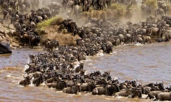 6 Days Private Migration Tour in Kenya