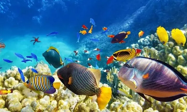 Private Island Hopping in Nasuluan, Hiltotongan and Caohngan