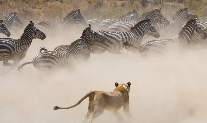5 Days Lake Naivasha Lake Nakuru And Masai Mara Safari Tour