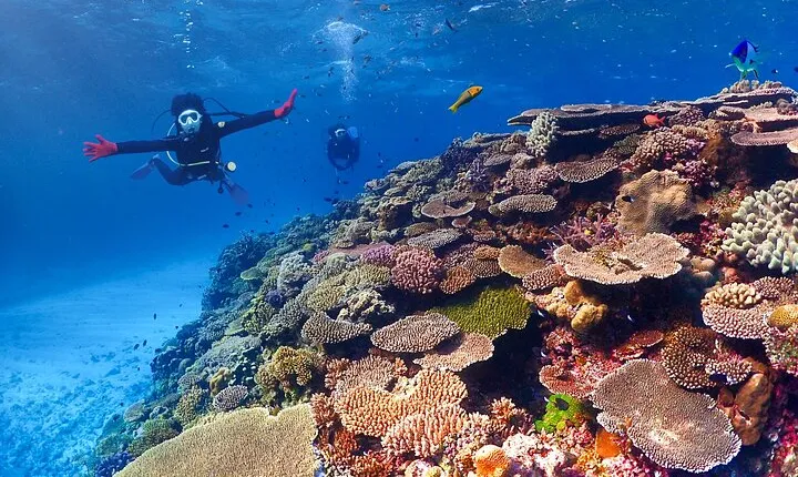 Okinawa: Scuba Diving Tour with Wagyu Lunch and English guide