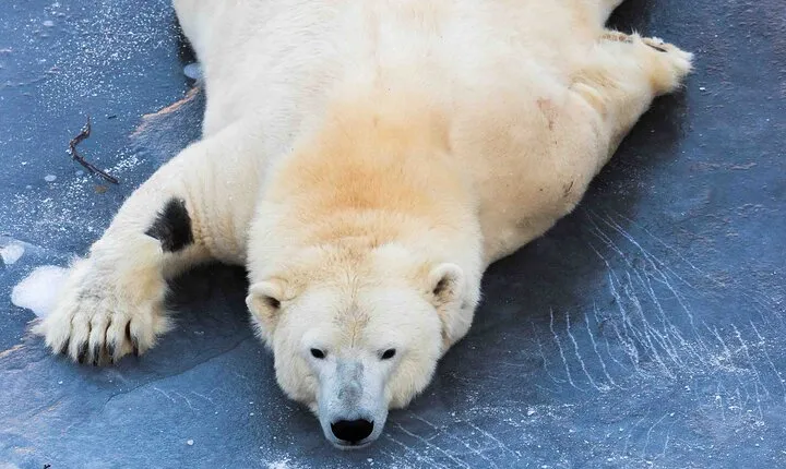 Rovaniemi: Insider Guided Group Tour to Ranua Zoo