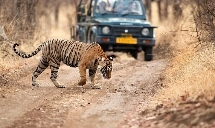 Golden Triangle Tour - Delhi, Agra, Jaipur & Ranthambore