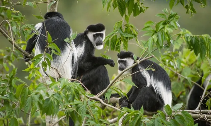 9-Nights Budget Safari: Mountain Gorillas, Primates & Wildlife