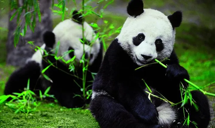 Private Chengdu Day Tour To The Giant Panda Base