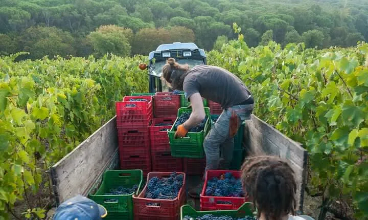 PRIVATE Half-Day Tour: Chianti Classico Wine Experience.