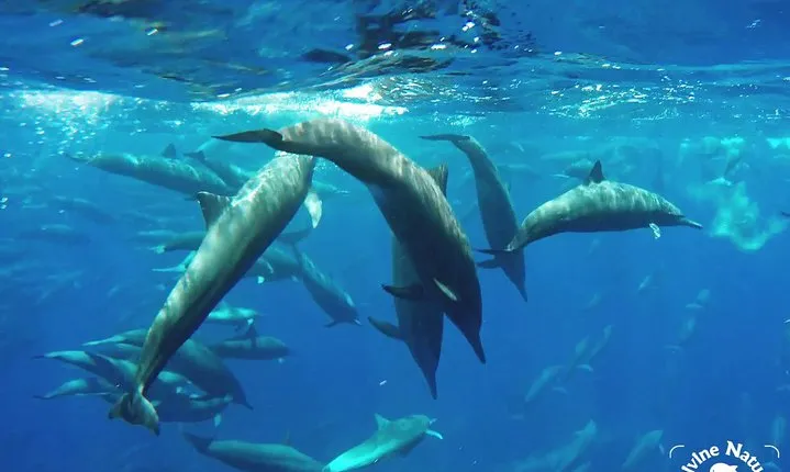 Dolphin and Whale Watching Tour in Drake Bay as seen on National Geographic