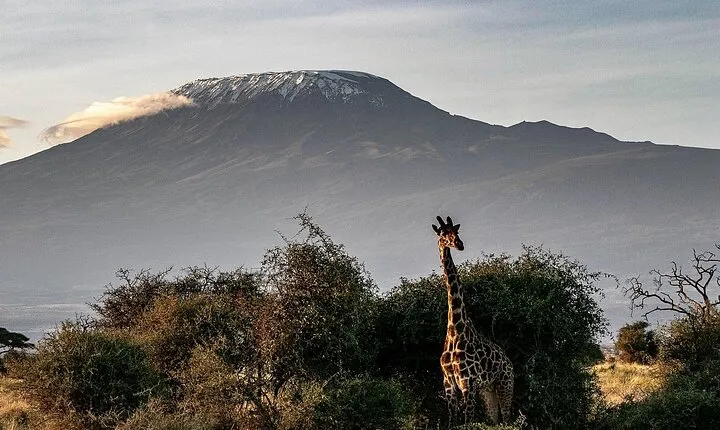 Rongai Trail to Kilimanjaro Summit Multi Day Tour