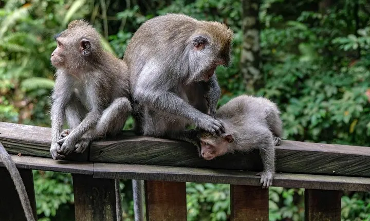 Amazing Day Tour: Highlights of Ubud Village Hidden Waterfall