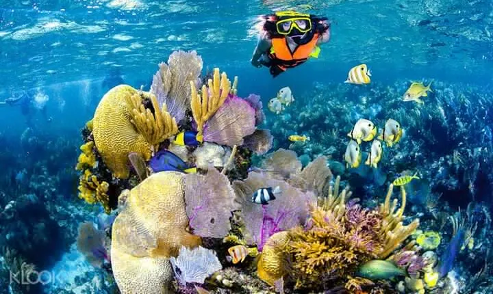 Tulum Reef Snorkel, ATV/Scooter/E-bike, Cenote Swim/Snorkel/Paddle Board + Lunch