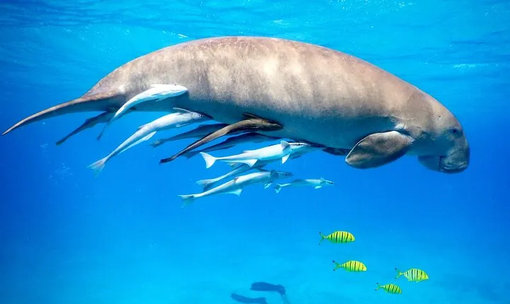 Marsa Alam: Snorkeling Trip to Marsa Mubarak, Lunch and Transfer