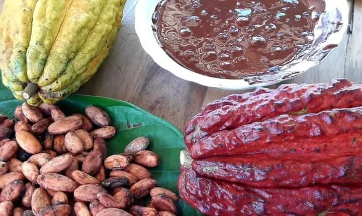 Cacao Tour