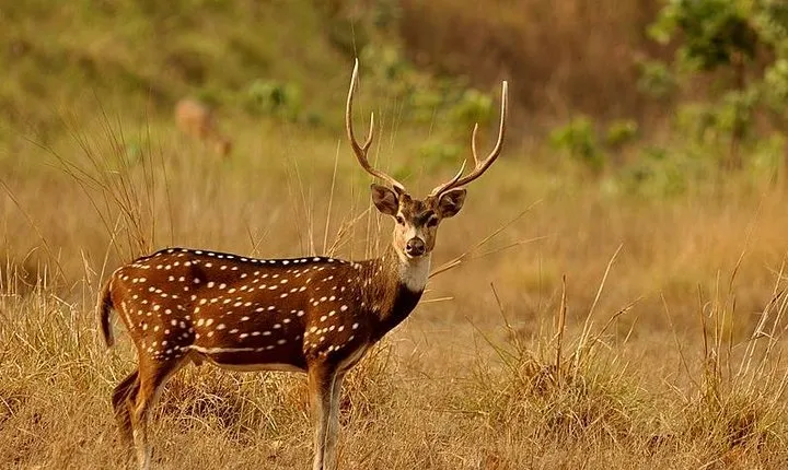 3 Days Koshi Tappu Wildlife Reserve Tour from Kathmandu