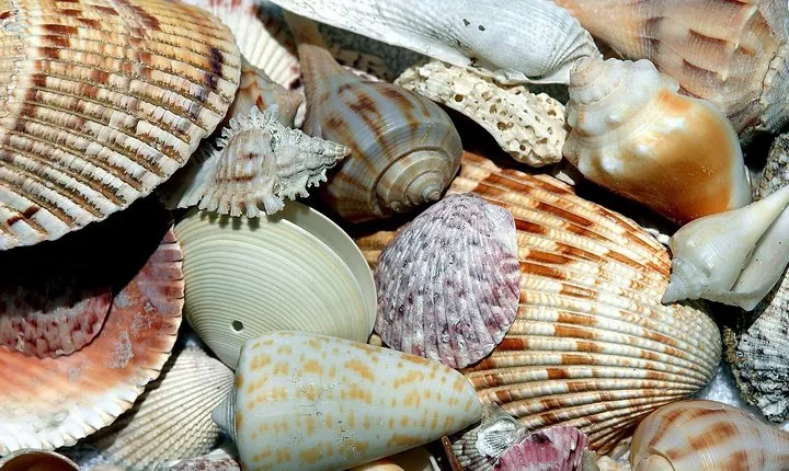 Shelling on Don Pedro Island 6hr Trip
