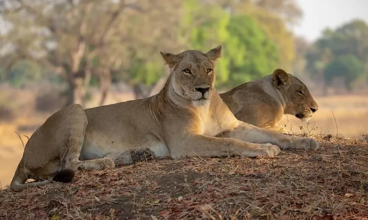 Selous/Nyerere National Park Day Trip