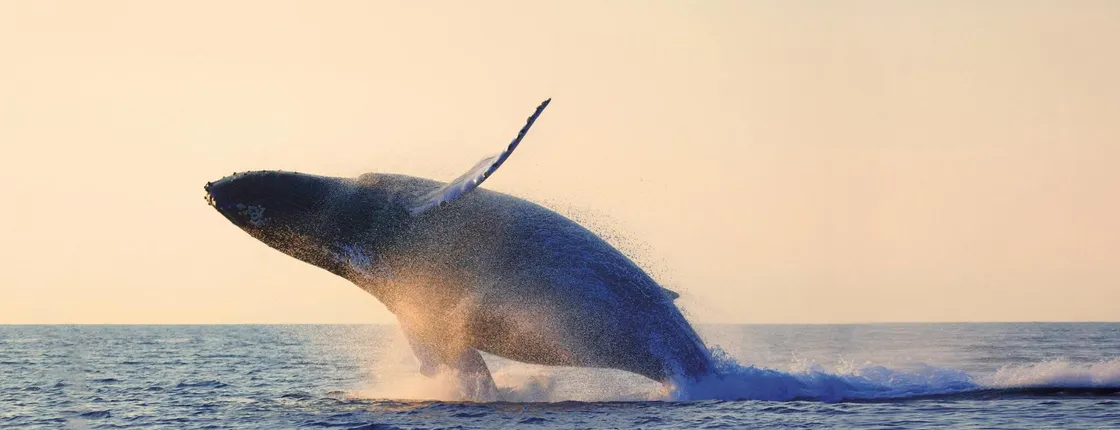 Charlevoix whale watching cruise
