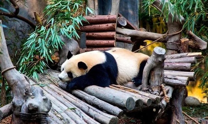 Private Chengdu Panda Breeding Center Day Trip With From Xi'an By Bullet Train