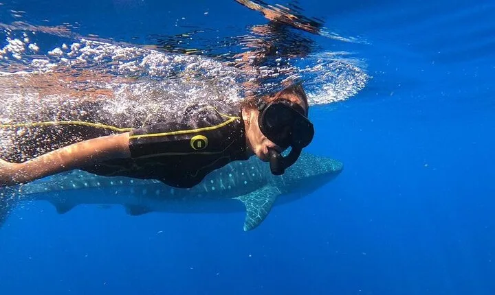 Whale Shark Encounter Full-Day all inclusive Tour from Riviera Maya