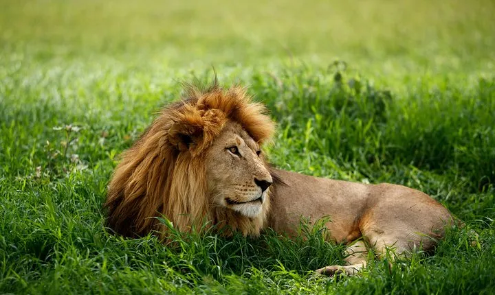 7 Days Tanzania Luxury Safari Experience & Coffee Walking Tour