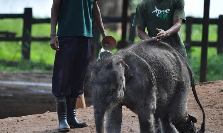 Udawalawe Safari & Elephant Transit Home Visit with Lunch from Hambantota Harbor