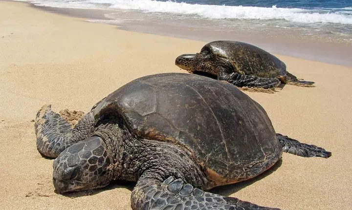 Sukamade Turtle Land Beach (2D1N)