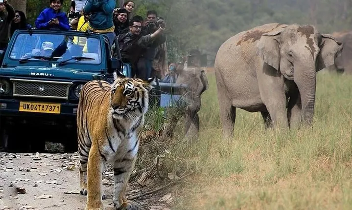 Ahmedabad to Jim Corbett: 3-Day Double Safari Wildlife Tour