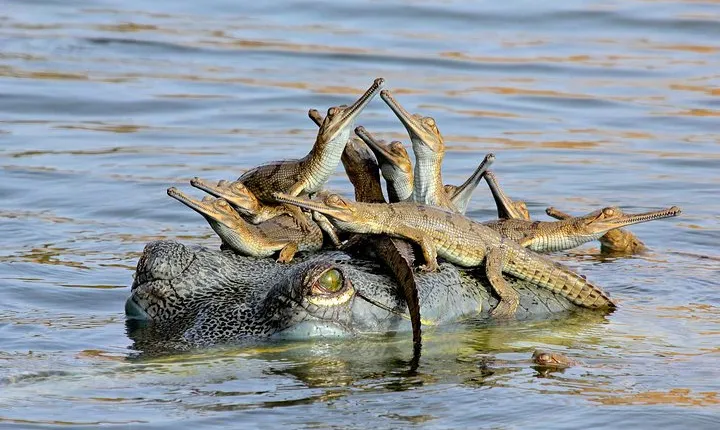 Khajuraho Temples and Ken Alligator Sanctuary