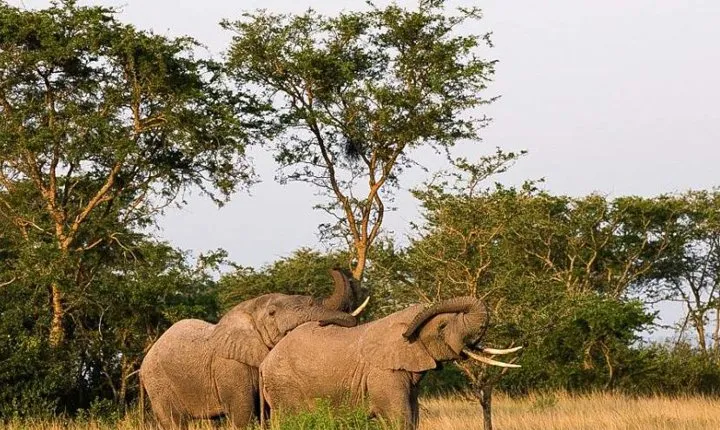 5-Day Pearl of Africa Chimps and Gorilla Trekking Safari