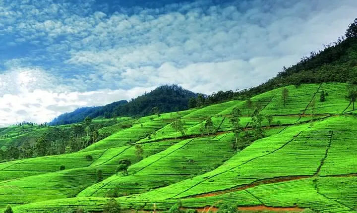 3 Days Tour to Kandy Nuwara Eliya & Sigiriya from Colombo
