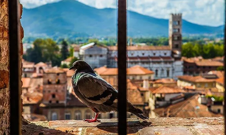 Lucca and Pisa Day Tour from Rome