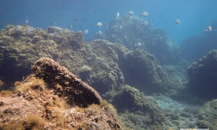 Snorkeling Excursion In South Tenerife - 3,5 Hours