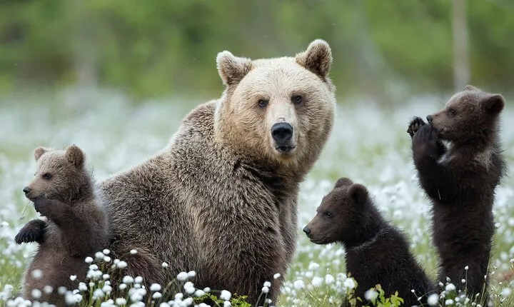 Guaranteed Lapland Bear-Watching Evening Experience