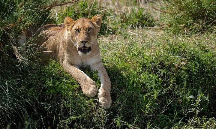 6 Days The Best of Tanzania Safari