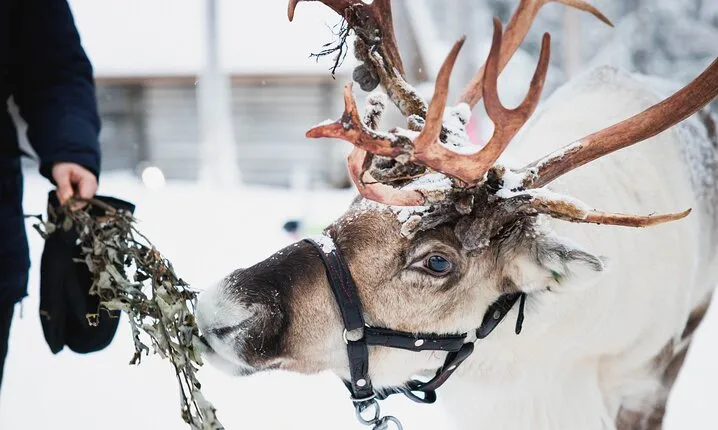 Husky and Reindeer Experience With Snowmobiling