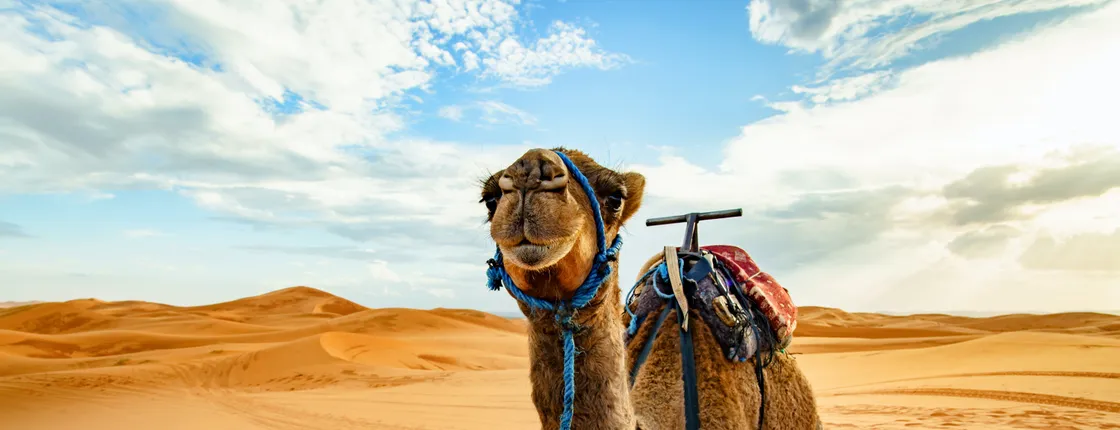 Doha desert safari, camel ride, sandboarding and Inland Sea