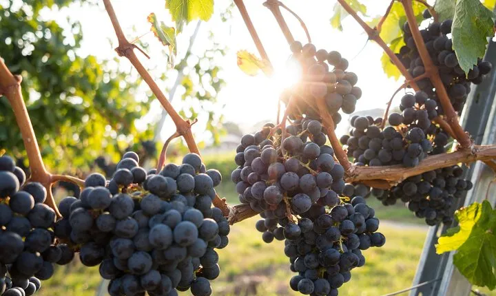 Greece in a Glass! Private Wine Tasting Tour To Nemea From Athens-Pireaus