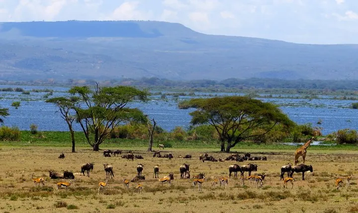 Day Tour to Lake Naivasha and Crescent Island