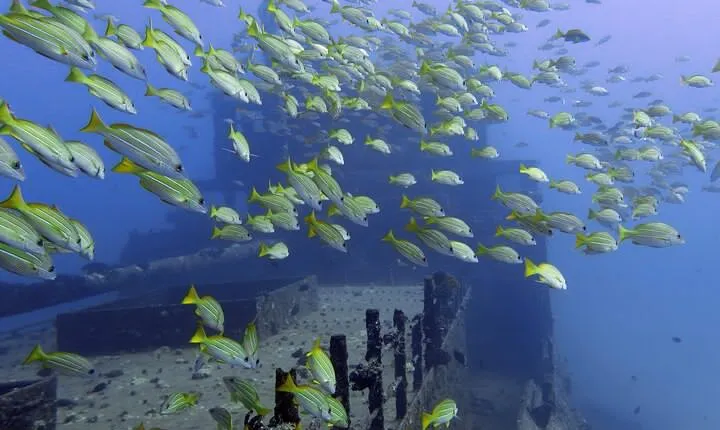 Small-Group Deep Dive in Oahu with Shipwreck and Reef