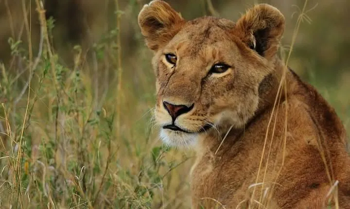 Tarangire National park and Ngorongoro Crater
