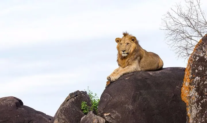 4 Days Kidepo Savannah Wildlife Safari