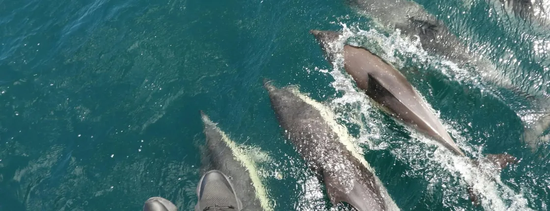 Dolphin watching in Tarifa from the coast of Cádiz with pickup