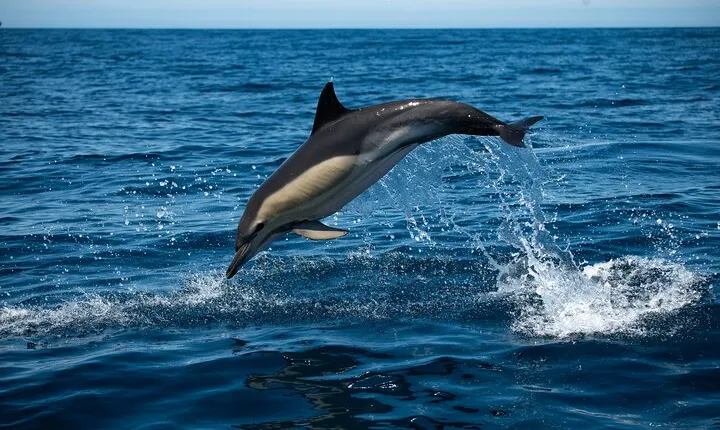 Dolphin Watching with Biologist in Arrábida Natural Park