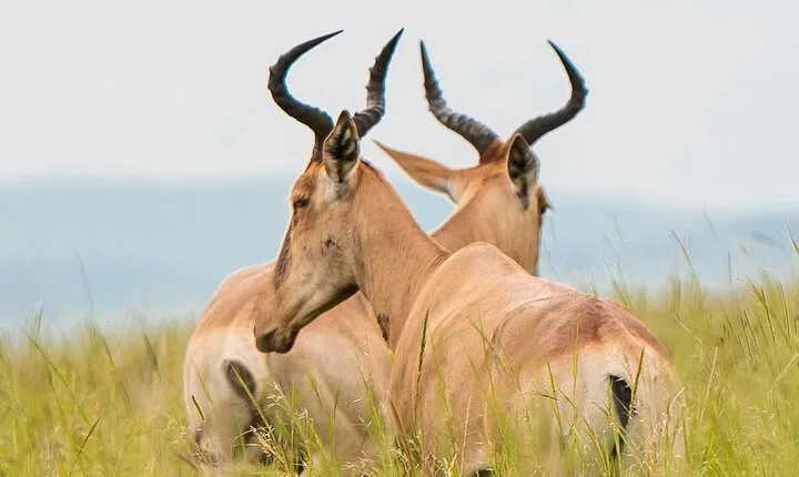 5 Days Private Mid Range Safari