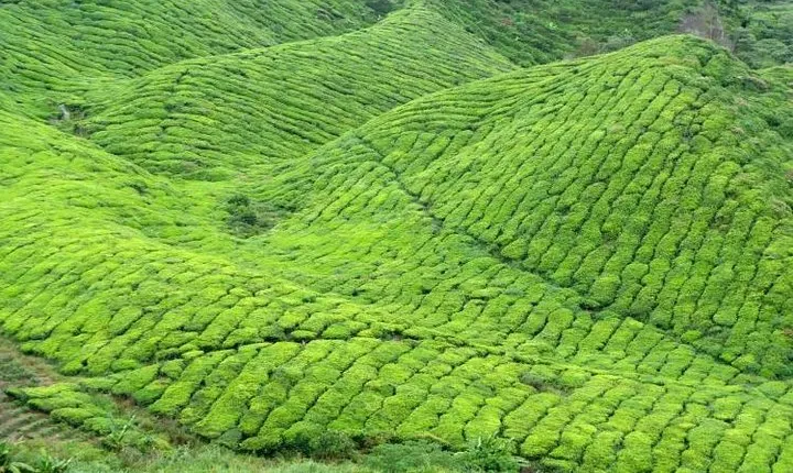Chauffeur: Kuala Lumpur to Cameron Highlands Transfer [Car]